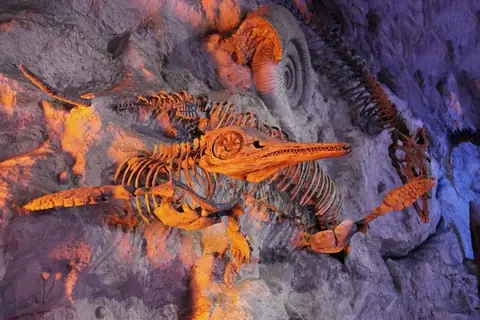 Fossils: The Storytellers Of Human Evolution