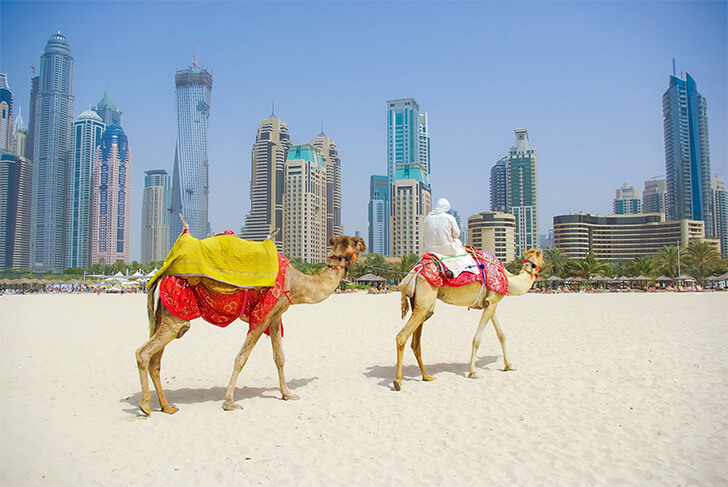 Passeio de camelo em Dubai. Foto - Reprodução