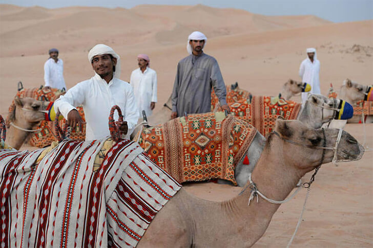 Camelos em Dubai. Foto - Reprodução