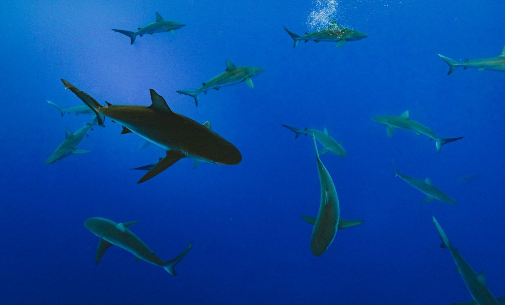 The top fun facts about sharks.