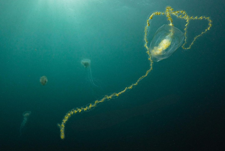 Strangest looking sea creature - giant siphonophore