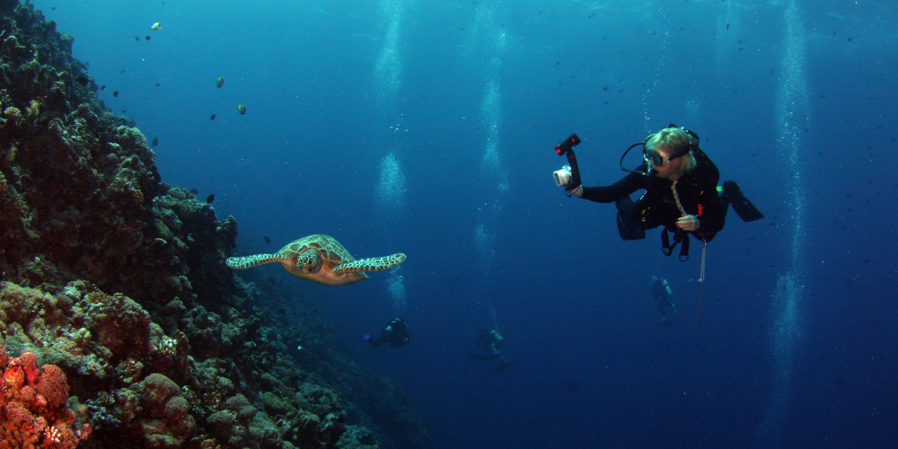 Strangest looking sea creatures