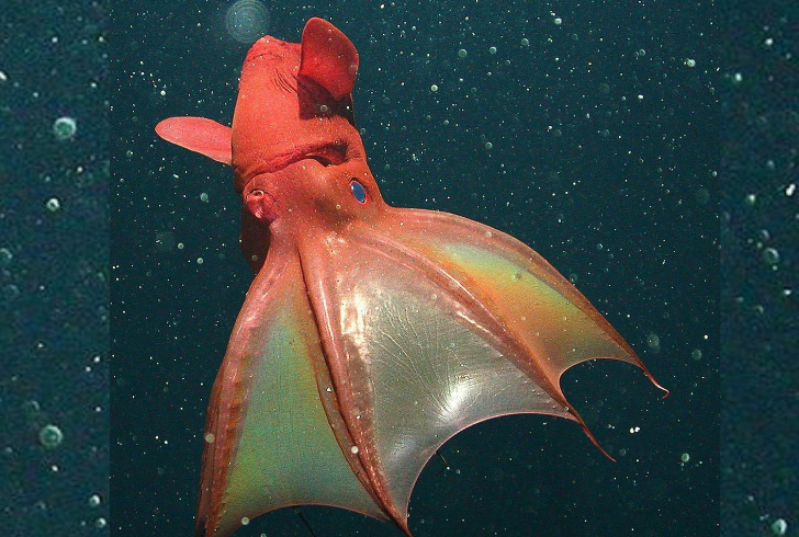 Strangest looking sea creatures - Vampire Squid