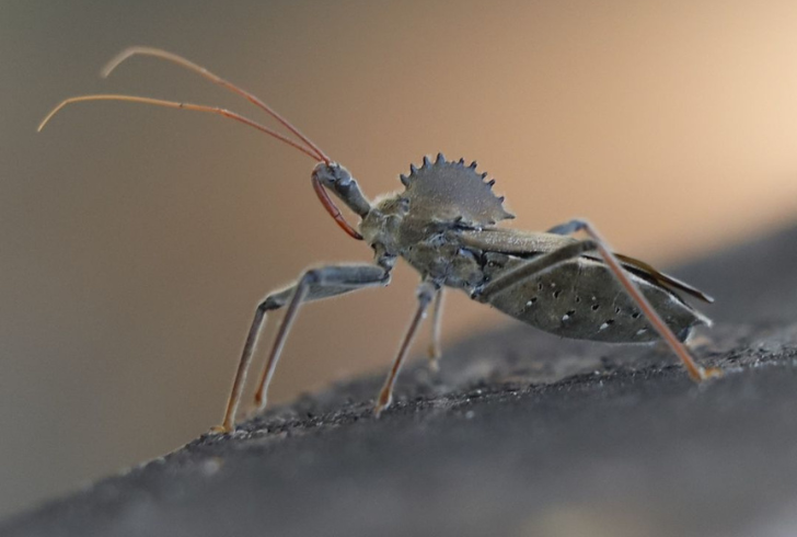 Scariest bugs - Assassin Bug