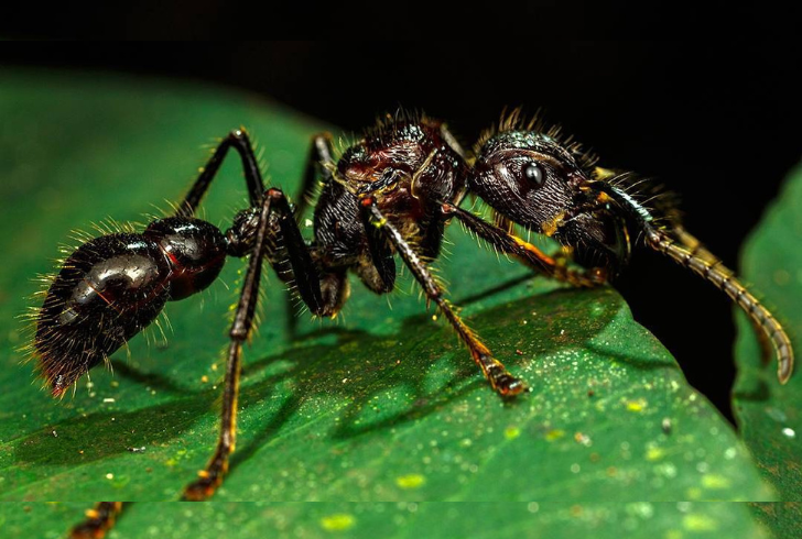 Scariest bugs - Bullet Ant